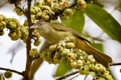 Grauaugenbülbül / Grey-eyed Bulbul